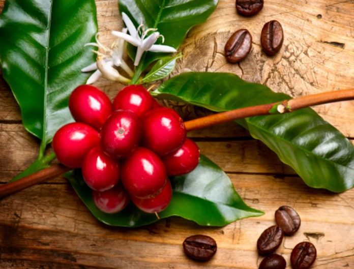 Kaffeepflanze mit roten Kaffeebohnen an einem Zweig eines Kaffeebaums